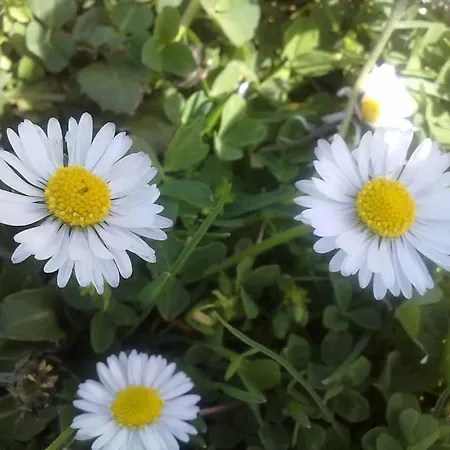 14 Posti Con Cucina E Parcheggio Privato Gratuito *