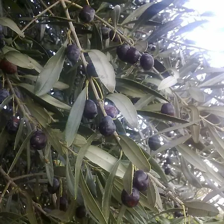 14 Posti Con Cucina E Parcheggio Privato Gratuito