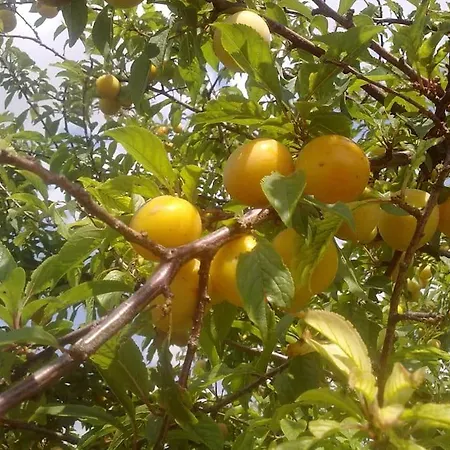 Апартаменты 14 Posti Con Cucina E Parcheggio Privato Gratuito *