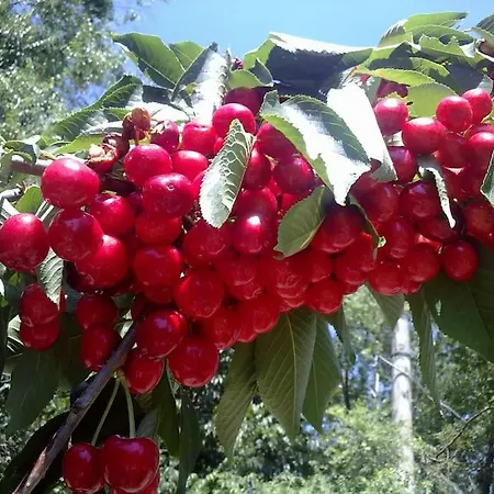 14 Posti Con Cucina E Parcheggio Privato Gratuito Апартаменты *