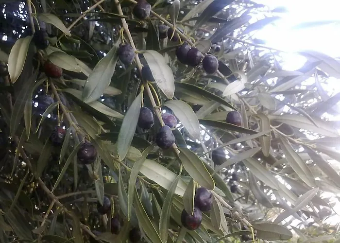 14 Posti Con Cucina E Parcheggio Privato Gratuito