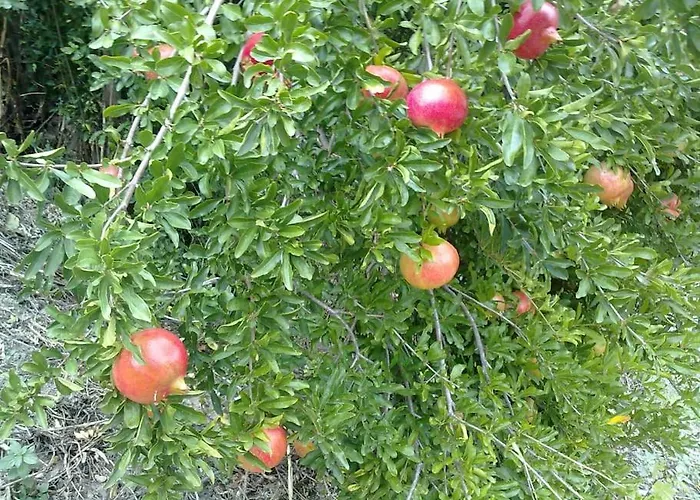 14 Posti Con Cucina E Parcheggio Privato Gratuito Apartment