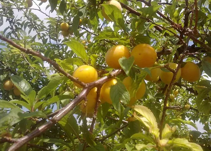 Apartament 14 Posti Con Cucina E Parcheggio Privato Gratuito *