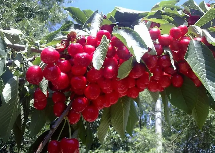 14 Posti Con Cucina E Parcheggio Privato Gratuito Apartament *